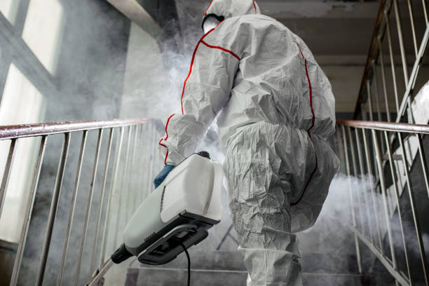 Why You Should Choose Our Mold Remediation Services in Tupelo, MS